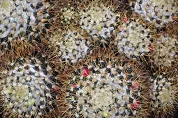 cacti at the International Peace Garden